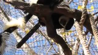 Zoey the Flying Colobus Monkey [upl. by Edylc]