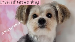 Grooming a cute Morkie Pup  His ears are adorable [upl. by Yreved]