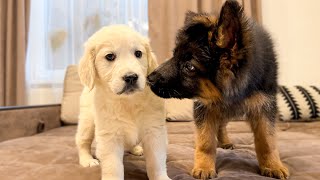 German Shepherd Puppy Meets Golden Retriever Puppy for the First Time [upl. by Naasar]