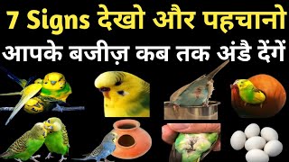 Budgies Parrots Female 7 Breeding Signs  Bajri Tote Ande Kab Dete Hain  Hindi  Urdu budgies [upl. by Bathelda]