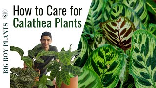 How to Care for Calathea Plants  My Collection [upl. by Ambrosane]