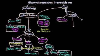 Cellular Respiration Glycolysis Krebs Cycle Electron Transport Chain [upl. by Sredna]