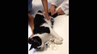 Sacar muestra de sangre a un gato Pets Vitoria 231013 [upl. by Cesya]