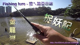 201811 【金龍湖】城市釣魚系列曲腰魚 Culter alburnus Fishing lure [upl. by Obelia]