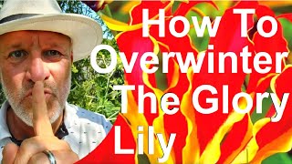 Tropical Gardens UK How to Overwinter the Glory Lily  Gloriosa superba [upl. by Roban673]