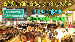 முழுக்க முழுக்க அதிகம் பால் கறக்கும் மாடுகள் இங்கு கிடைக்கும் vivasayaarvalargal cows [upl. by Wharton]