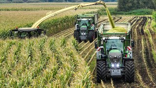 Mais 2023  Krone BiG X 1180  4x Fendt 900  Große Bohne [upl. by Aihsenod]