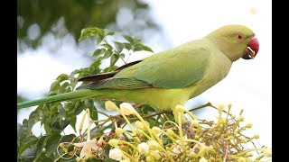 Call of Rose ringed parakeet മോതിര തത്തയുടെ പാട്ട് [upl. by Ahsilif]