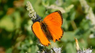 lycaena ottomanus  butterflies of Greece [upl. by Welford]