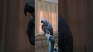 Peakaboo കളിക്കാൻ വിളിക്കുന്ന ചിക്കൂട്ടൻ  Malayalam talking parrot  African grey parrot shorts [upl. by Iderf842]