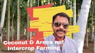 Coconut with Areca nut trees intercropping method [upl. by Jandy266]