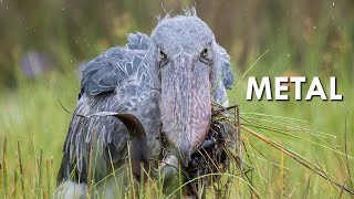 Shoebills are Metal [upl. by Flint]