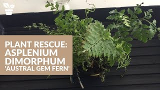 Plant Rescue Asplenium Dimorphum Austral Gem Fern  Fern Rescue [upl. by Enasus21]