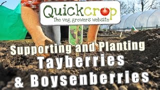 Supporting and Planting Tayberries amp Boysenberries [upl. by Jarus]