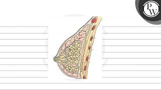 Arrange the components of mammary gland from proximal to distala Mammary duct b Lactifero [upl. by Eneli692]