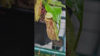 Mirabilis x northiana nepenthes carnivorousplants carnivorous exoticplants carnivorousplant [upl. by Iru]