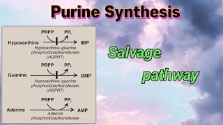 Purine Synthesis  Salvage pathway  purines nucleotides [upl. by Annah]