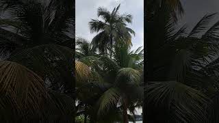 Beautiful and Tall Coconut Tree shortvideo nature plants cocosnucifere coconutpalm arecaceae [upl. by Hunsinger]