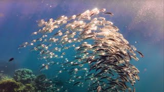 Coraya Bay  Amazing Snorkeling in the Red Sea 4K [upl. by Madison]