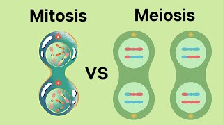 How is Meiosis different than Mitosis [upl. by Tierell847]