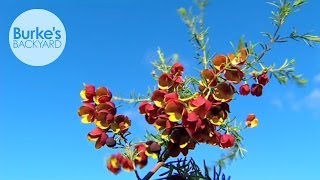 Burkes Backyard Brown Boronia [upl. by Caldera]