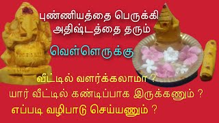 வெள்ளெருக்கு விநாயகர் வழிபாடு  Vellerukku Vinayagar pooja in tamil  Pooja tips in tamil [upl. by Morganstein]