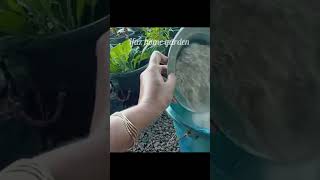 SHORTfertilizer for plants നന്നായി പൂക്കൾ വരാൻ ഇത് ഒഴിക്കൂ gardening [upl. by Baryram81]