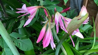 Crinum Powellii a beautiful Summer flowering bulb [upl. by Cyna416]