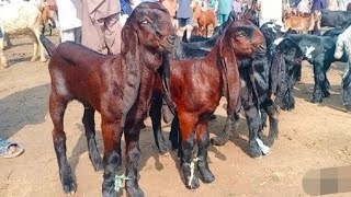 February 6 2024 Bakra Mandi sahiwal ki update Abreeder bital cute cute bachay [upl. by Gawen]