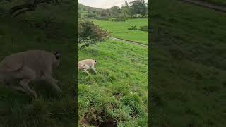 ferreting rabbiting hunting lurcher huntinguk workingdogs [upl. by Marguerita]