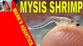 Live Mysis shrimp [upl. by Nospmis]