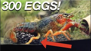 MY LOBSTER HAS BABIES  crayfish breeding  egg hatching  raising babies [upl. by Calise]