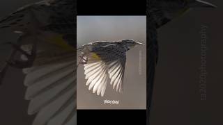 Western Meadowlark Song birds birdsong westernmeadowlark birdsofyoutube wildlife [upl. by Eelegna201]