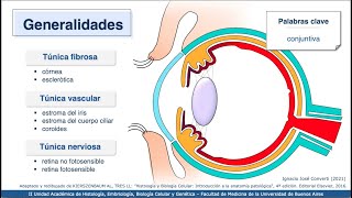 VIDEHISTO 62  Aparato de la visión  Globo Ocular 1 Generalidades túnica fibrosa y cristalino [upl. by Irtimd]