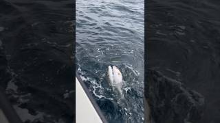 صيد الامبرجاك اثنين في جق واحد Amberjack fishing two in one jug [upl. by Monafo858]