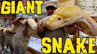 Measuring GIANT Snakes without a Snake Attack [upl. by Oliviero]