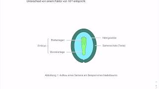 Aufbau eines Samens [upl. by Laefar]