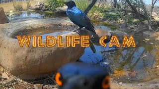 Wildlife cam 2024  Week 41  elephants new genet and pond life [upl. by Dawes]