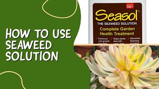 How to Use Seaweed Solution Seasol on your Succulents  Succulent Ideas TV [upl. by Ellehsram]