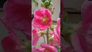 hollyhocks flowers🌺🌺💮💮💮👌👌👍👍🤗🤗 [upl. by Betz]