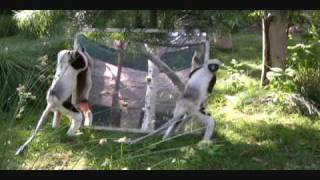 Coquerels Sifaka with mirror enrichment  Sacramento Zoo [upl. by Lotsirk]