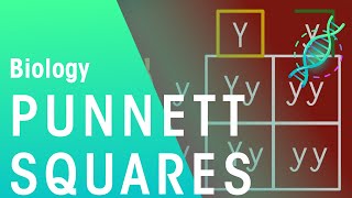 Punnett Squares  Genetics  Biology  FuseSchool [upl. by Stevena]