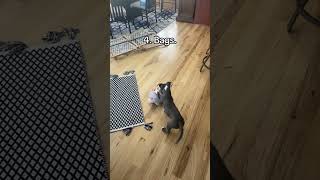 Pitbull puppy yelling at things funny [upl. by Nnylatsyrk508]