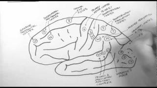 Brain Anatomy 2  Functional Cortical Anatomy Lateral Surface [upl. by Britton]