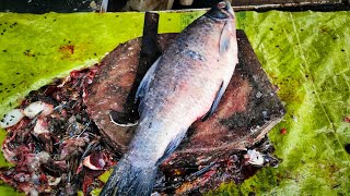 Kalpas Fish Cutting Skills Amazing Fish Cutting Bye Mh Fish Cutting Video🙄🥵 [upl. by Anaujik872]