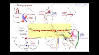 Anatomy of the knee joint simplified sketches [upl. by Elberfeld]