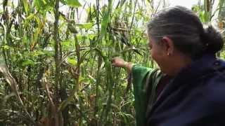 A Z Agroecology amp Organic Food Systems [upl. by Somerset]