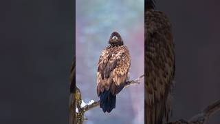 Whitetailed Eagle [upl. by Inalaek]