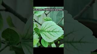 Chlorosis Hibiscus Plant shortsirondeficiency [upl. by Lohner795]