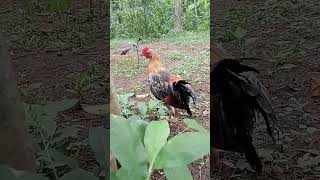 nakatalikod Naman 😂🤣😂 trending highlights backyardfarm chicken [upl. by Maddis367]